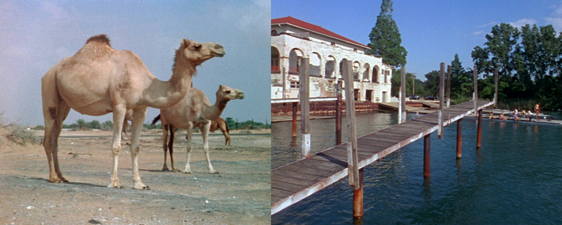 camel image